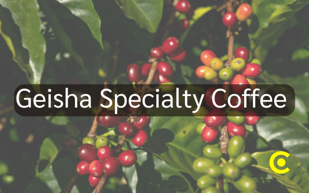 สายพันธ์กาแฟ Geisha Specialty Coffee