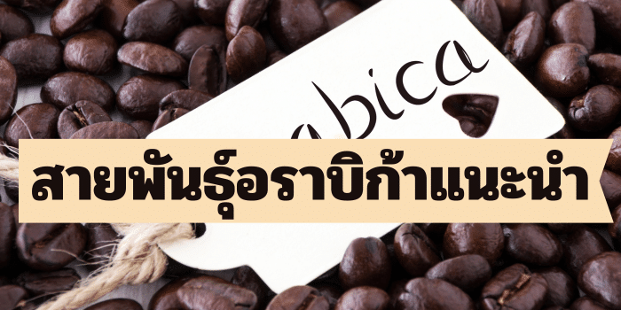 สายพันธุ์กาแฟอราบิก้า แนะนำมีอะไรบ้าง ?